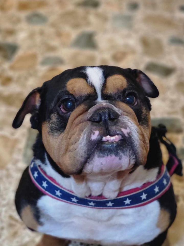 Petfinder english hot sale bulldog