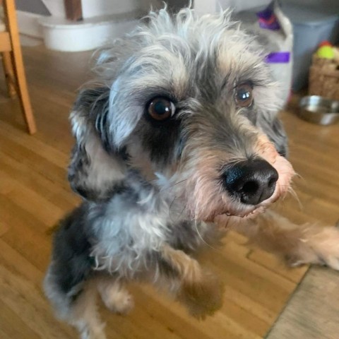 Phoebe