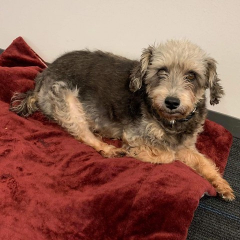 Phoebe 5