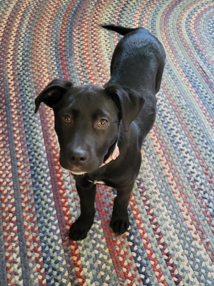 Tisha, an adopted Black Labrador Retriever Mix in Brunswick, ME_image-1