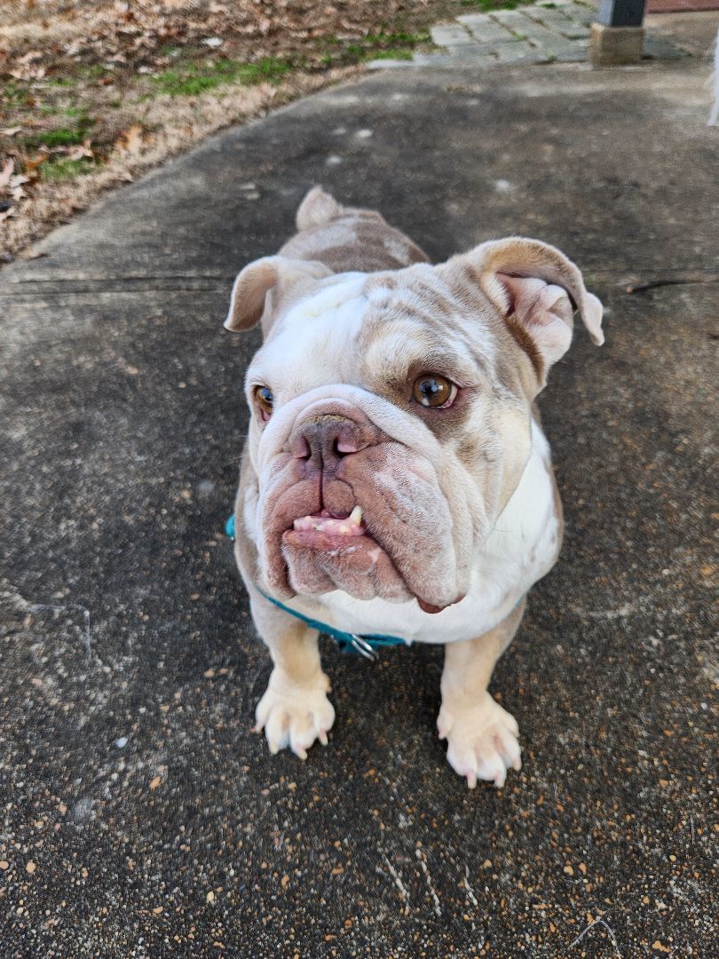 Dog for adoption Beatrice an English Bulldog in Decatur IL