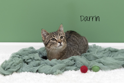 Darrin 1