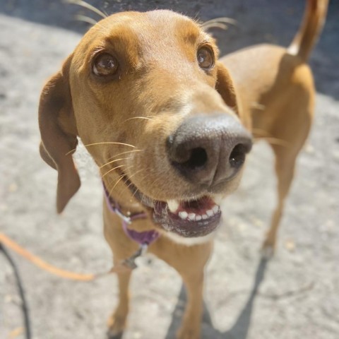 Hound sales vizsla mix