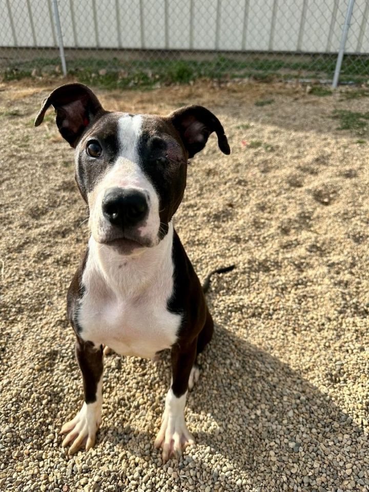 Dog for adoption - Frankfort, an American Staffordshire Terrier in ...