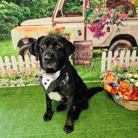 Butler, an adoptable Catahoula Leopard Dog in Conway, NH, 03818 | Photo Image 2