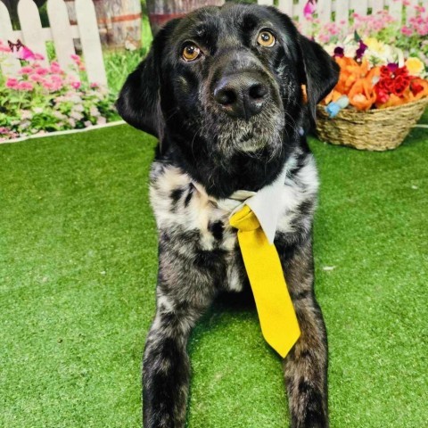 Butler, an adoptable Catahoula Leopard Dog in Conway, NH, 03818 | Photo Image 4