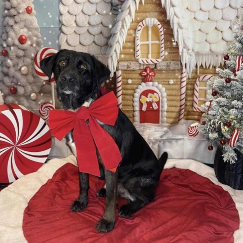 Butler, an adoptable Catahoula Leopard Dog in Conway, NH, 03818 | Photo Image 5