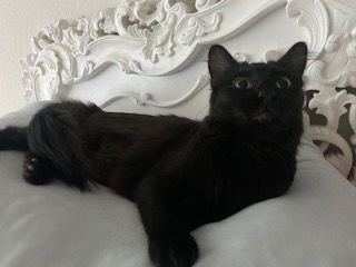Mavis 1