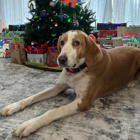 Tucker, an adoptable Foxhound in Lynchburg, VA, 24502 | Photo Image 1