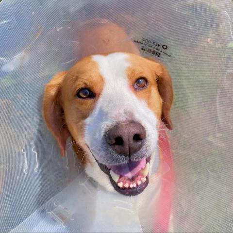 Tucker, an adoptable Foxhound in Lynchburg, VA, 24502 | Photo Image 2