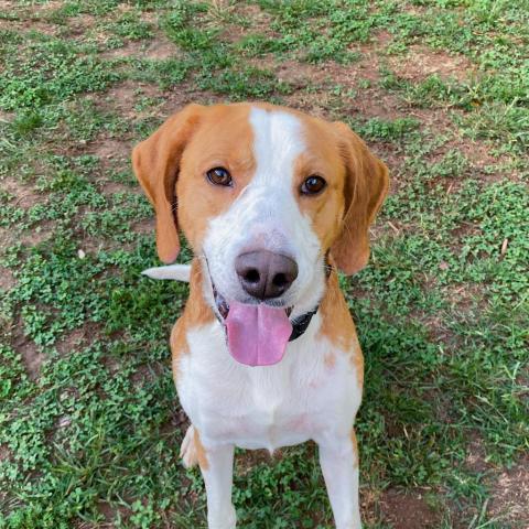 Tucker, an adoptable Foxhound in Lynchburg, VA, 24502 | Photo Image 3