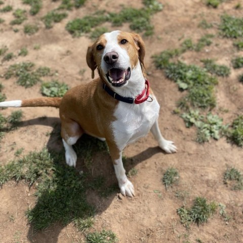 Tucker, an adoptable Foxhound in Lynchburg, VA, 24502 | Photo Image 4