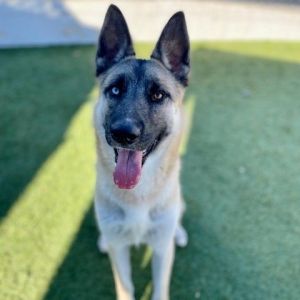 Meet Beatrice She is a beautiful 10-month-old German Shepherd Mix Sporting one white eye and one b