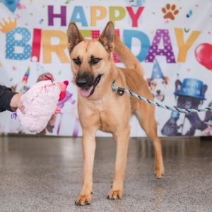 Ariel is hoping to become Part of Your World This sweet 1-year-old Shepherd Mix is ready for her 
