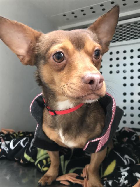 WALLACE, an adoptable Chihuahua, Mixed Breed in Sacramento, CA, 95818 | Photo Image 1