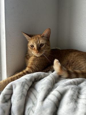 Paprika Domestic Short Hair Cat