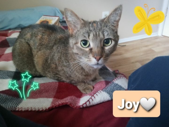 Joy 4