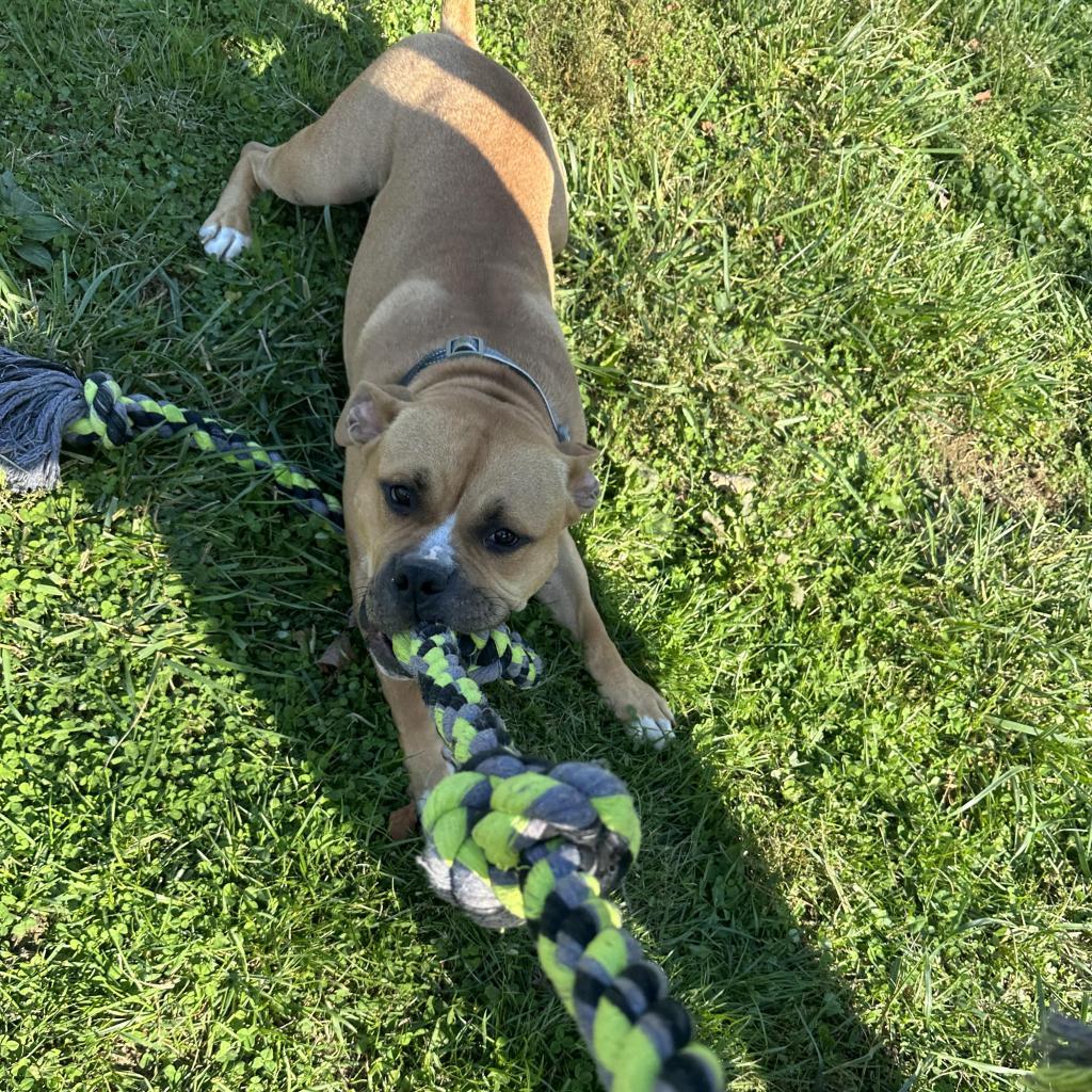 Chewy