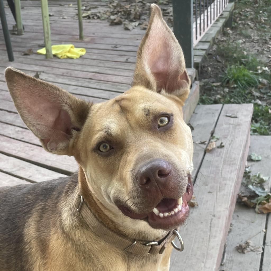Tina Belcher, an adoptable Carolina Dog, Mixed Breed in St. Peters, MO, 63376 | Photo Image 1