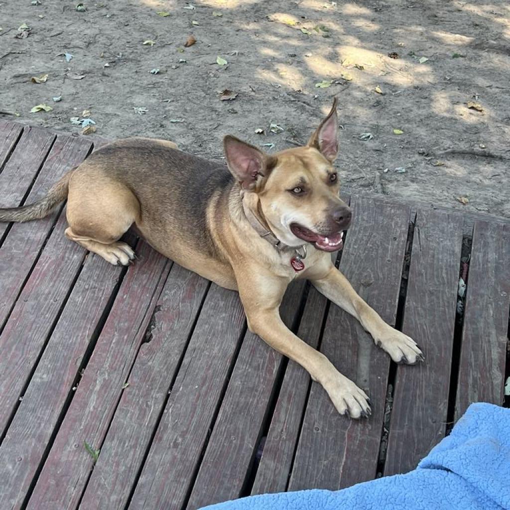 Tina Belcher, an adoptable Carolina Dog, Mixed Breed in St. Peters, MO, 63376 | Photo Image 2