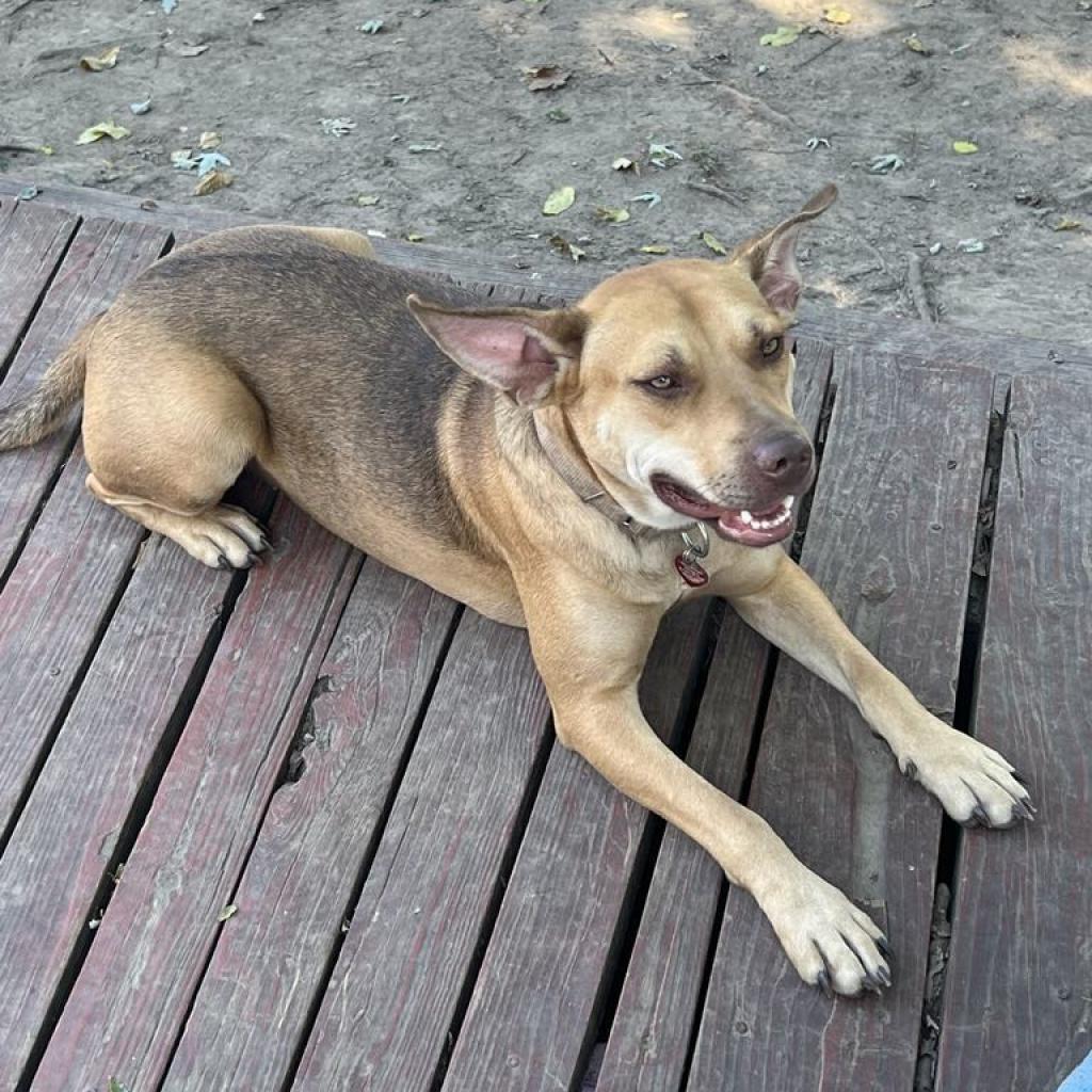 Tina Belcher, an adoptable Carolina Dog, Mixed Breed in St. Peters, MO, 63376 | Photo Image 3