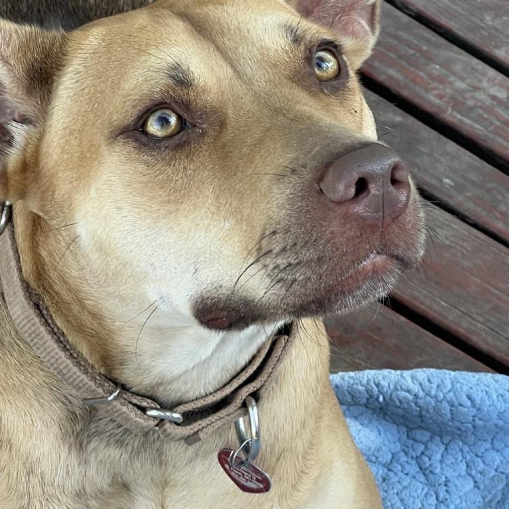 Tina Belcher, an adoptable Carolina Dog, Mixed Breed in St. Peters, MO, 63376 | Photo Image 4