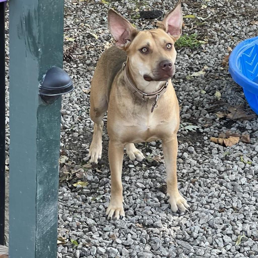 Tina Belcher, an adoptable Carolina Dog, Mixed Breed in St. Peters, MO, 63376 | Photo Image 5