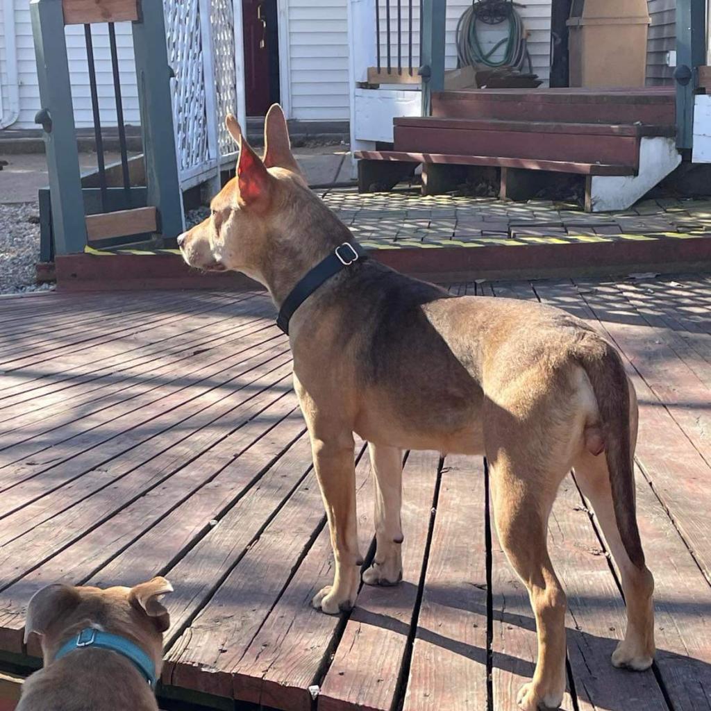 Tina Belcher, an adoptable Carolina Dog, Mixed Breed in St. Peters, MO, 63376 | Photo Image 6
