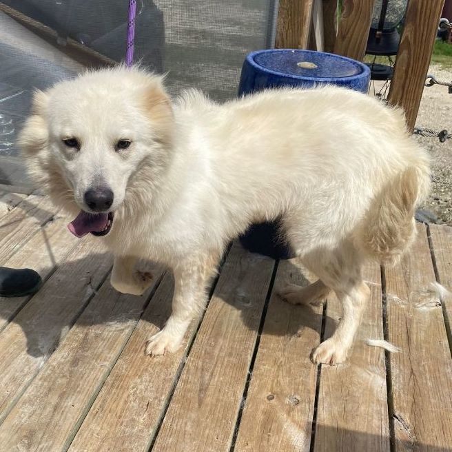Siberian pyrenees best sale
