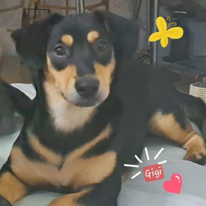 Beauceron best sale beagle mix