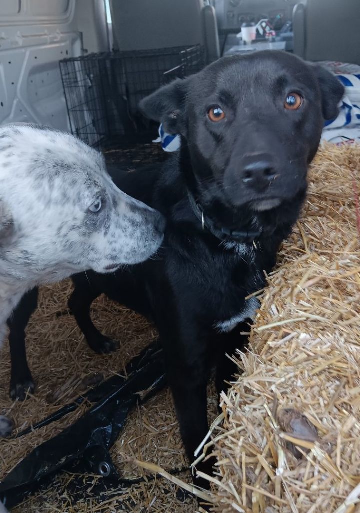 Dog for adoption Herah, a Shepherd Mix in Enfield, CT Petfinder