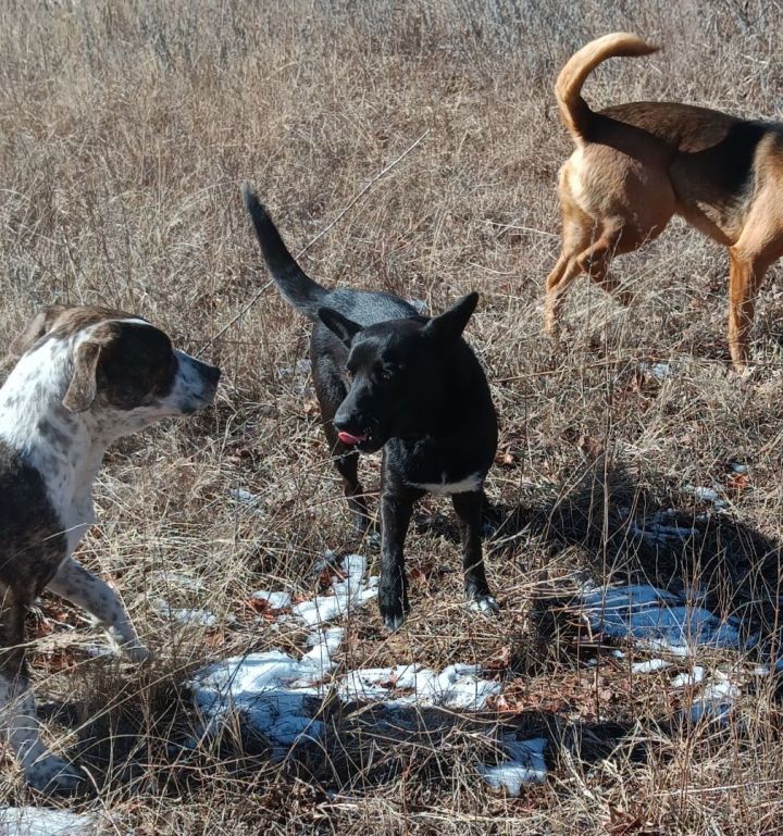 Dog for adoption Herah, a Shepherd Mix in Enfield, CT Petfinder