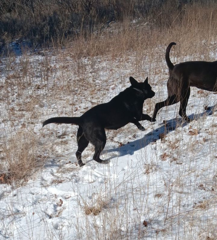Dog for adoption Herah, a Shepherd Mix in Enfield, CT Petfinder