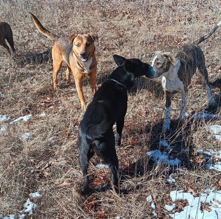 Dog for adoption Herah, a Shepherd Mix in Enfield, CT Petfinder