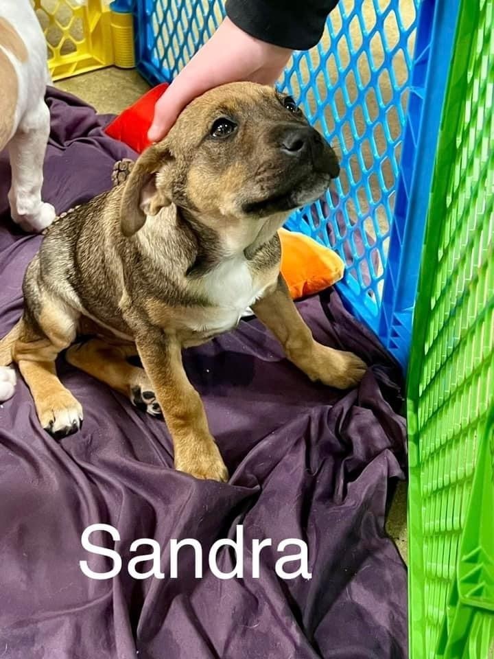 Sandra (Golden Bachelor)
