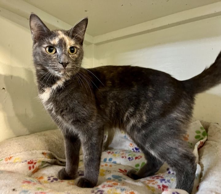 Jamaica (BONDED PAIR) 1