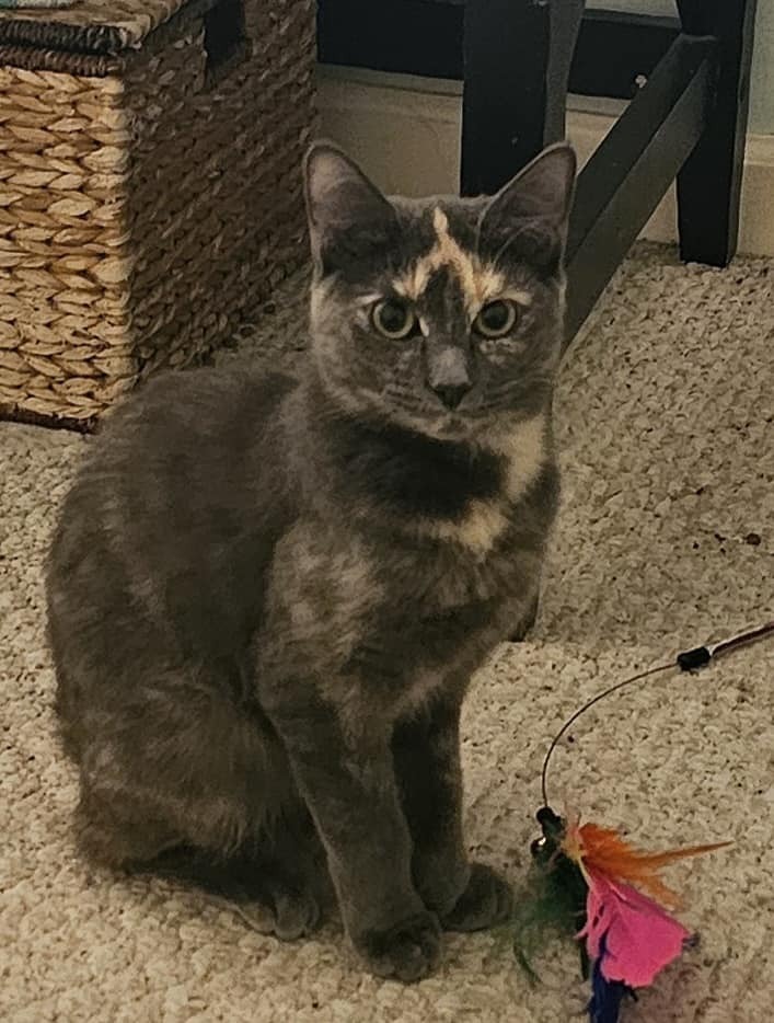 Jamaica (BONDED PAIR) 2