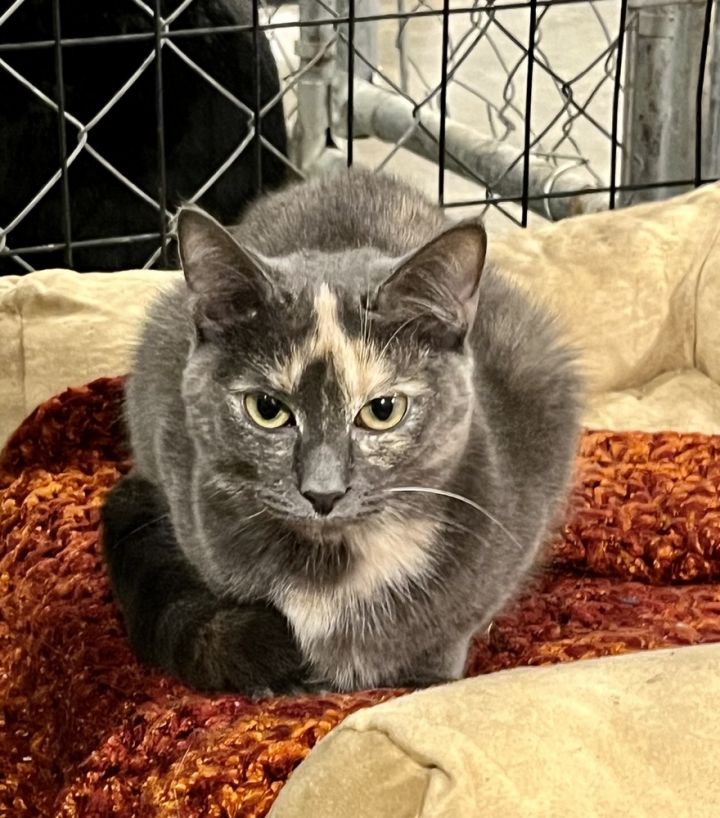 Jamaica (BONDED PAIR) 3