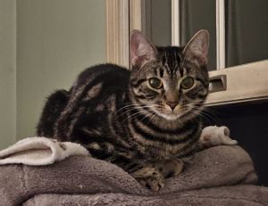 Bahama (BONDED PAIR)