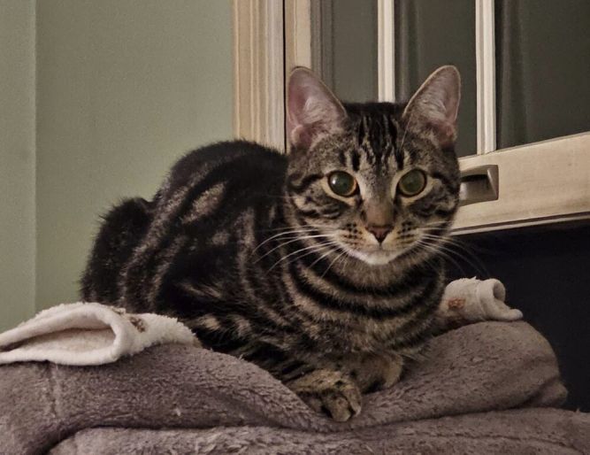 Bahama (BONDED PAIR)