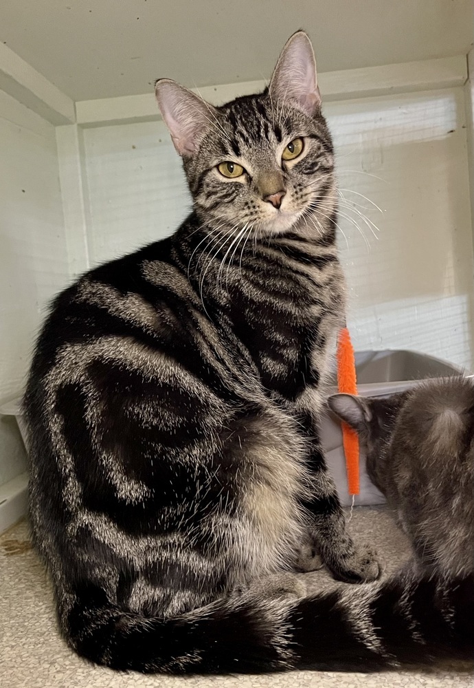 Bahama (BONDED PAIR) 4
