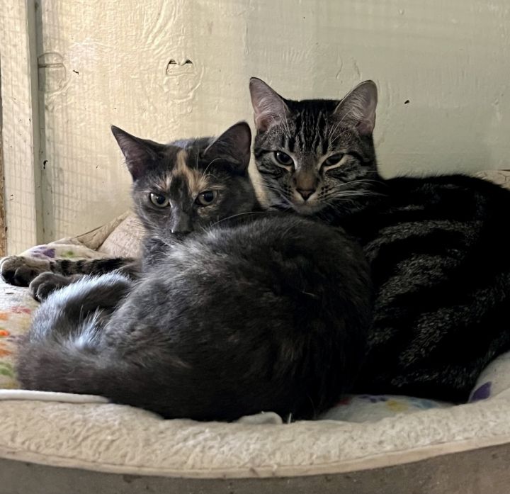 Bahama (BONDED PAIR) 5