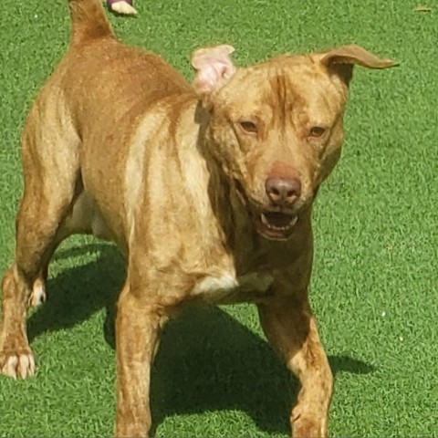 Vinnie, an adoptable Retriever in Shorter, AL, 36075 | Photo Image 5