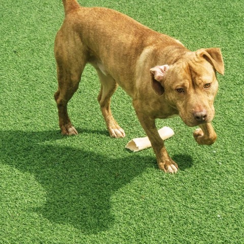 Vinnie, an adoptable Retriever in Shorter, AL, 36075 | Photo Image 6
