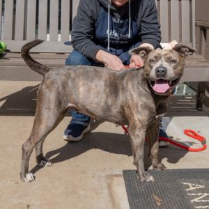 Jia is a smallish dark brindle and white girl This kissy thing is playful with other dogs in our pl