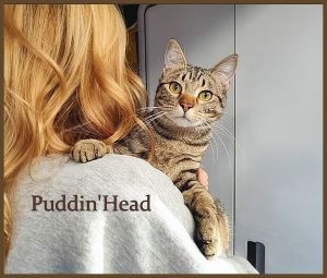 Puddin' Head Tabby Cat