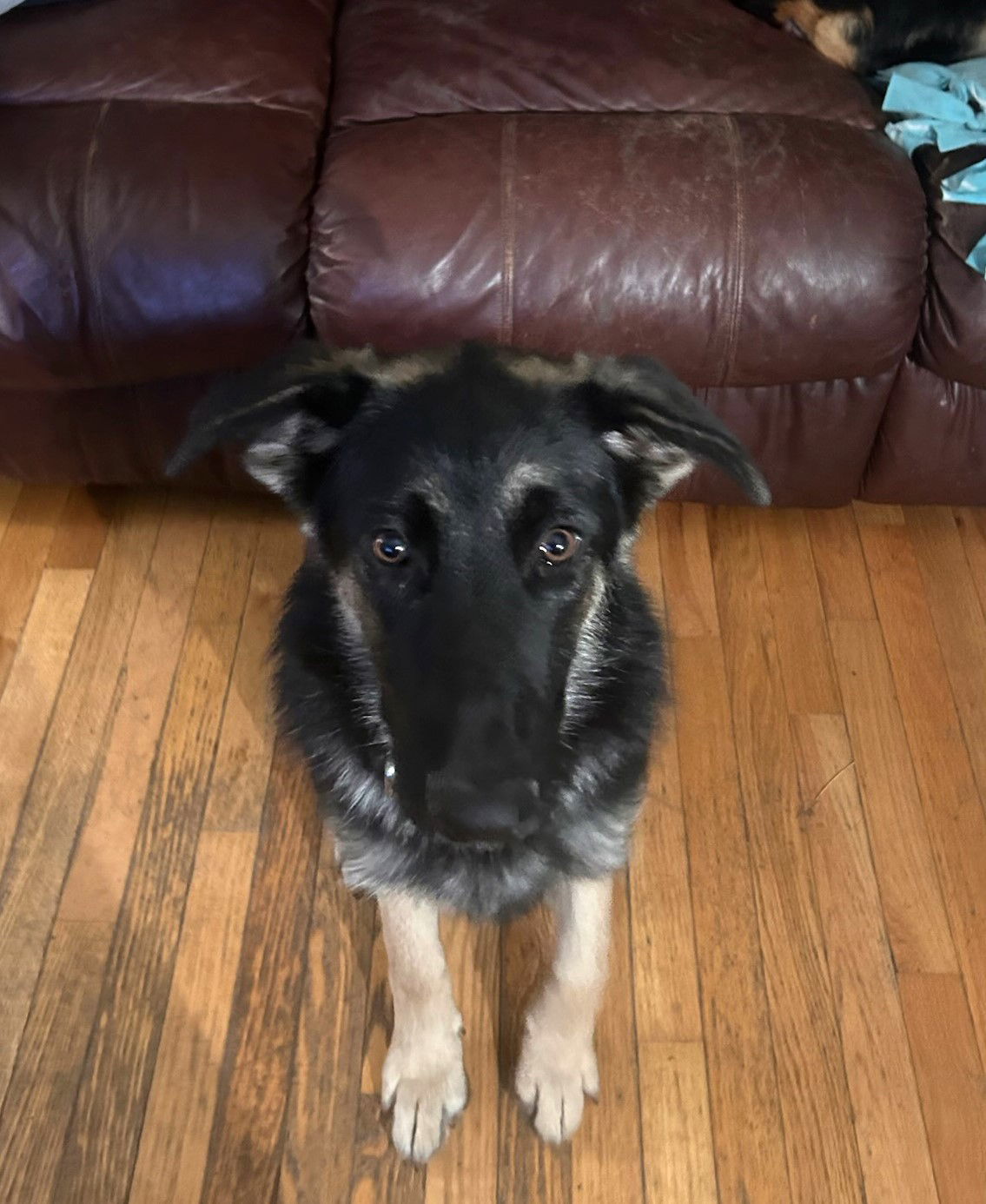 Arf petfinder 2024