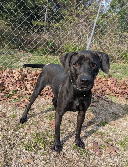 Catahoula weimaraner hot sale mix