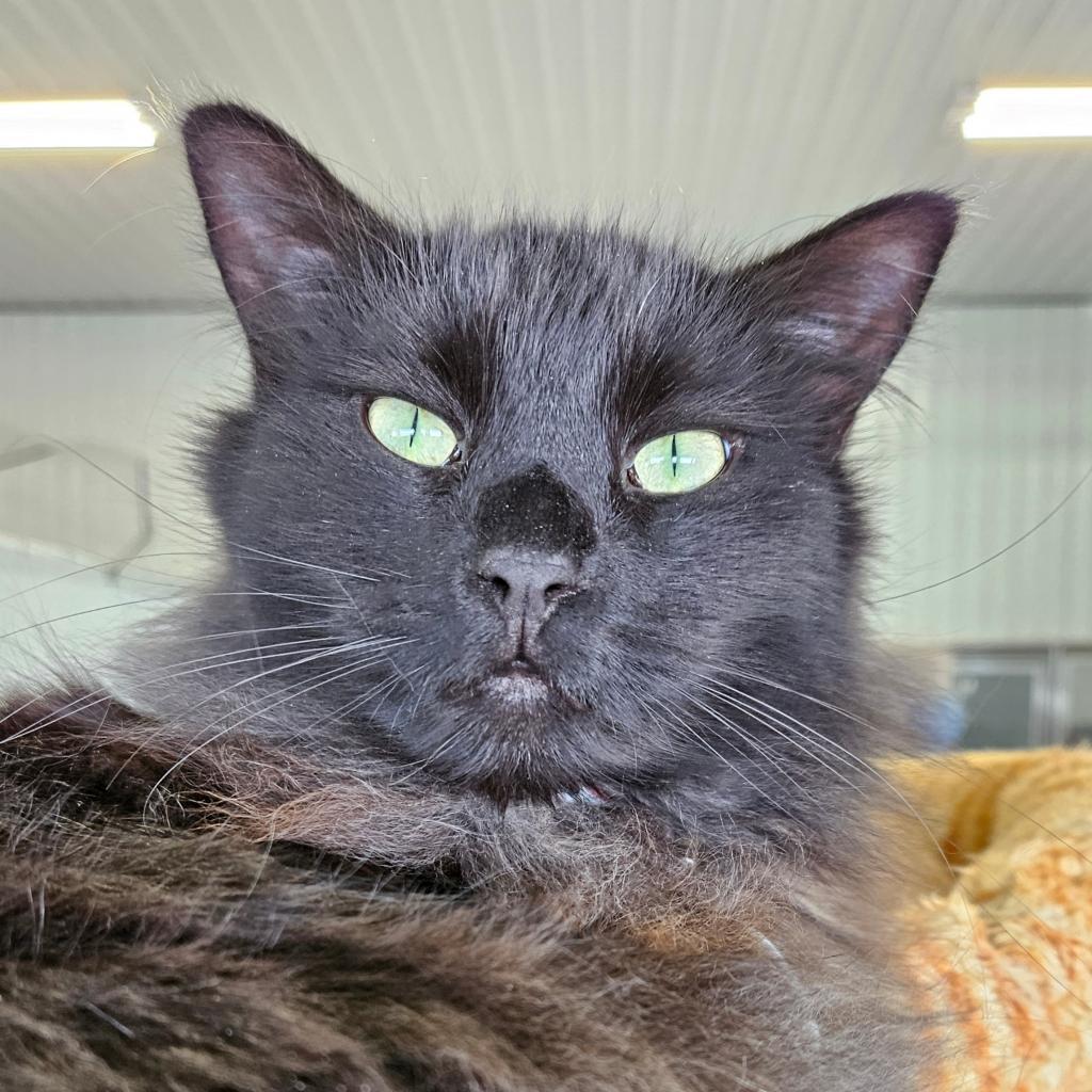 Doody, an adoptable Domestic Medium Hair in Sheridan, WY, 82801 | Photo Image 1