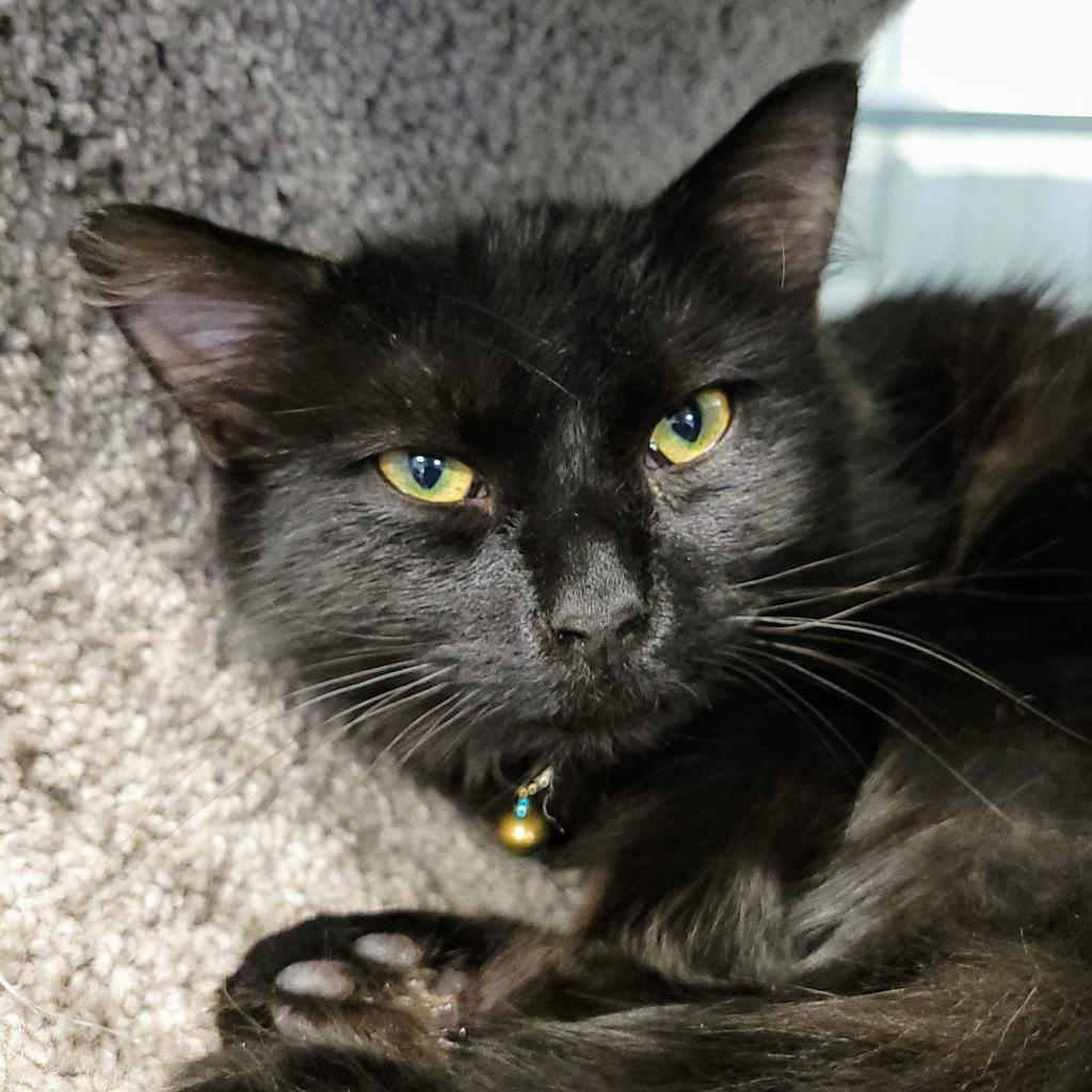 Doody, an adoptable Domestic Medium Hair in Sheridan, WY, 82801 | Photo Image 2